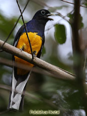  White-tailed Trogon