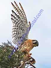 American-Kestrel