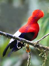 Andean-Cock-of-the-Rock