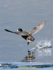 Andean Coot