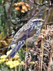 Andean-Tit spinetail