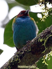 Bay-headed Tanager