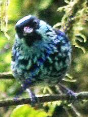 Beryl-spangled Tanager