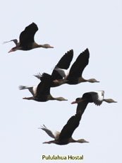 Black-bellied Whistling-duck