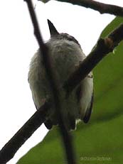 Black-capped Pygmy-Tyrant