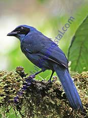 Turquoise Jay