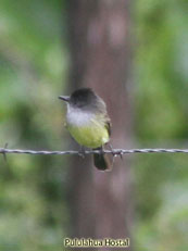 Black-headed Tody-Flycatcher_Todirostrum nigiceps