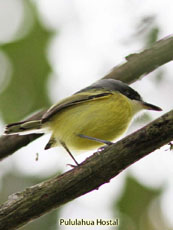 Black-headed Tody-flycatcher