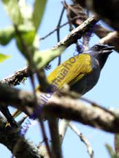 Blue-capped-Tanager