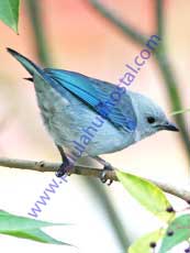 Blue-gray-Tanager