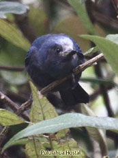 Bluish Flowerpiercer