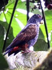 Bronze-winged Parrot