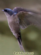 Brown-bellied Swallow