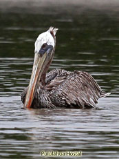 Brown Pelican