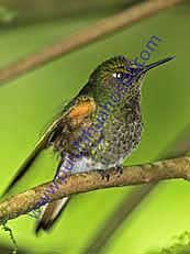 Buff-tailed Coronet