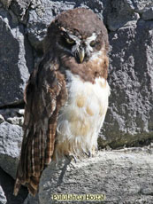 Spectacled Owl