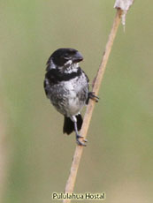 Variable Seedeater