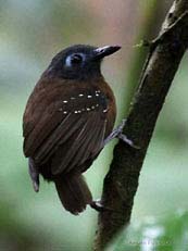 Chestnut-backed Antbir