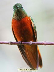 Chestnut-breasted Coronet