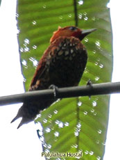 Cinnamon Woodpecker