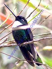 Collared Inca