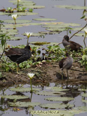 Common Gallinule