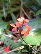 Epidendrum secundum