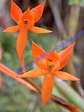 Epidendrum geminiflorum