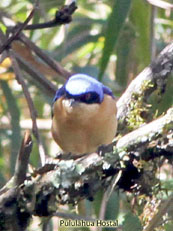 Fawn-breasted Tanager