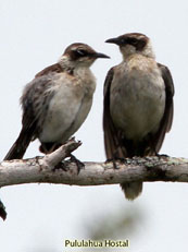 Galapagos Mockingbird