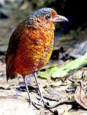 Giant Antpitta Maria