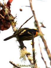 Gilded Barber-Female