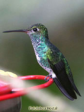 Glittering-Throated-Emerald - Amazilia-frimbriata