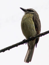 Golden-crowned-Flycatcher