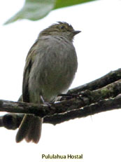 Golden-faced Tyrannulet_Zimmerius chrysops