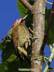 Golden-olive Woodpecker