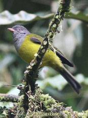 Gray-hooded Bush-tanager  Cnemoscopus rubrirostris