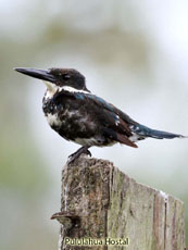 Green Kingfisher