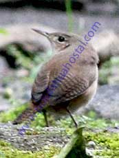 House-Wren