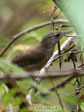 House Wren