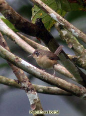 House Wren