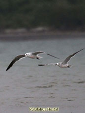 Loughing Gull