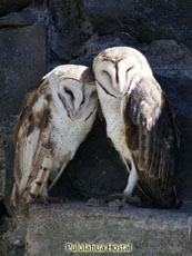 Barn Owl