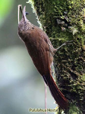 Lineated Woodcreeper