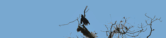 Long-wattled Umbrellabird - Cephalopterus penduliger