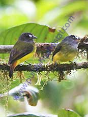 Ornate-Flycatcher