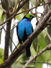 Paradise Tanager