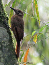 Plain-brown Woodcreeper