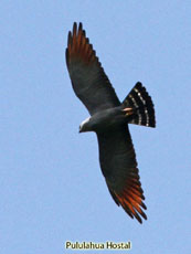 Plumbeous Kite_Ictinia plumbea