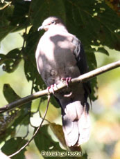 Plumbeous Pigeon